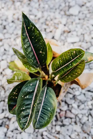 pexels-photo-4751978